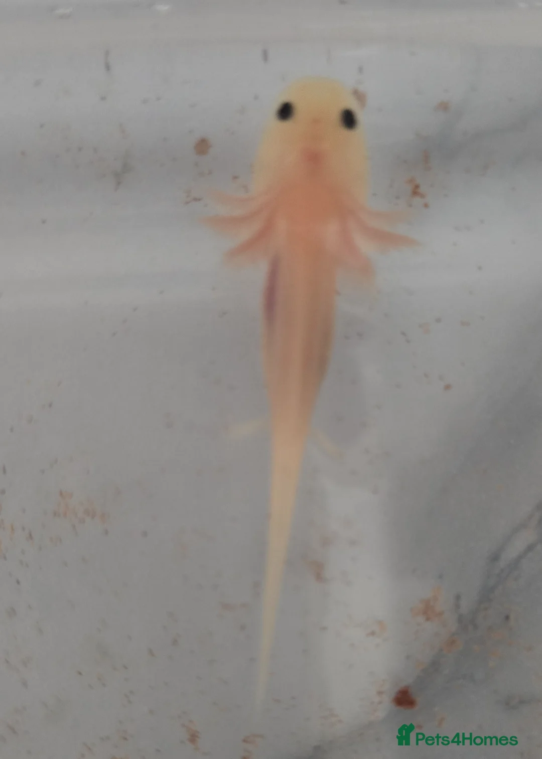 Axolotl reptiles for sale: Leucistic Axolotl Babies – Home Bred – Ready Soon - Advert 2