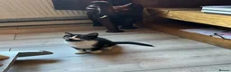 Mixed Breed cats for sale: British shorthair x - Advert 5