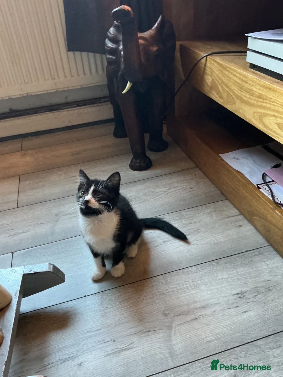 Mixed Breed cats for sale: British shorthair x - Advert 5