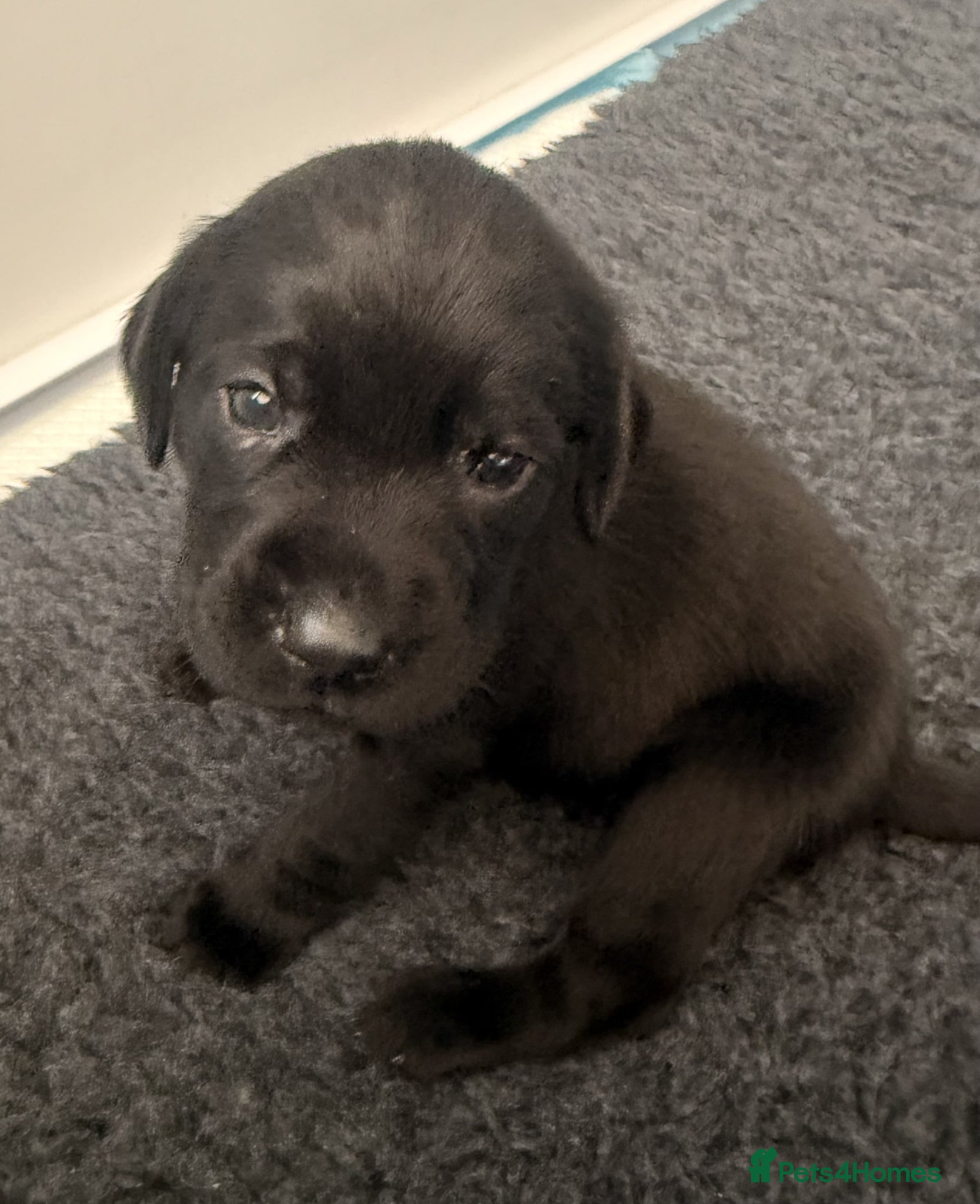 Labrador Retriever dogs Beautiful Black working Labs - Advert 1