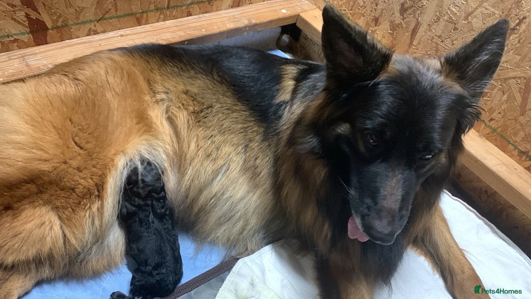 German Shepherd dogs for sale: For sale German Shepherd puppies - Advert 18