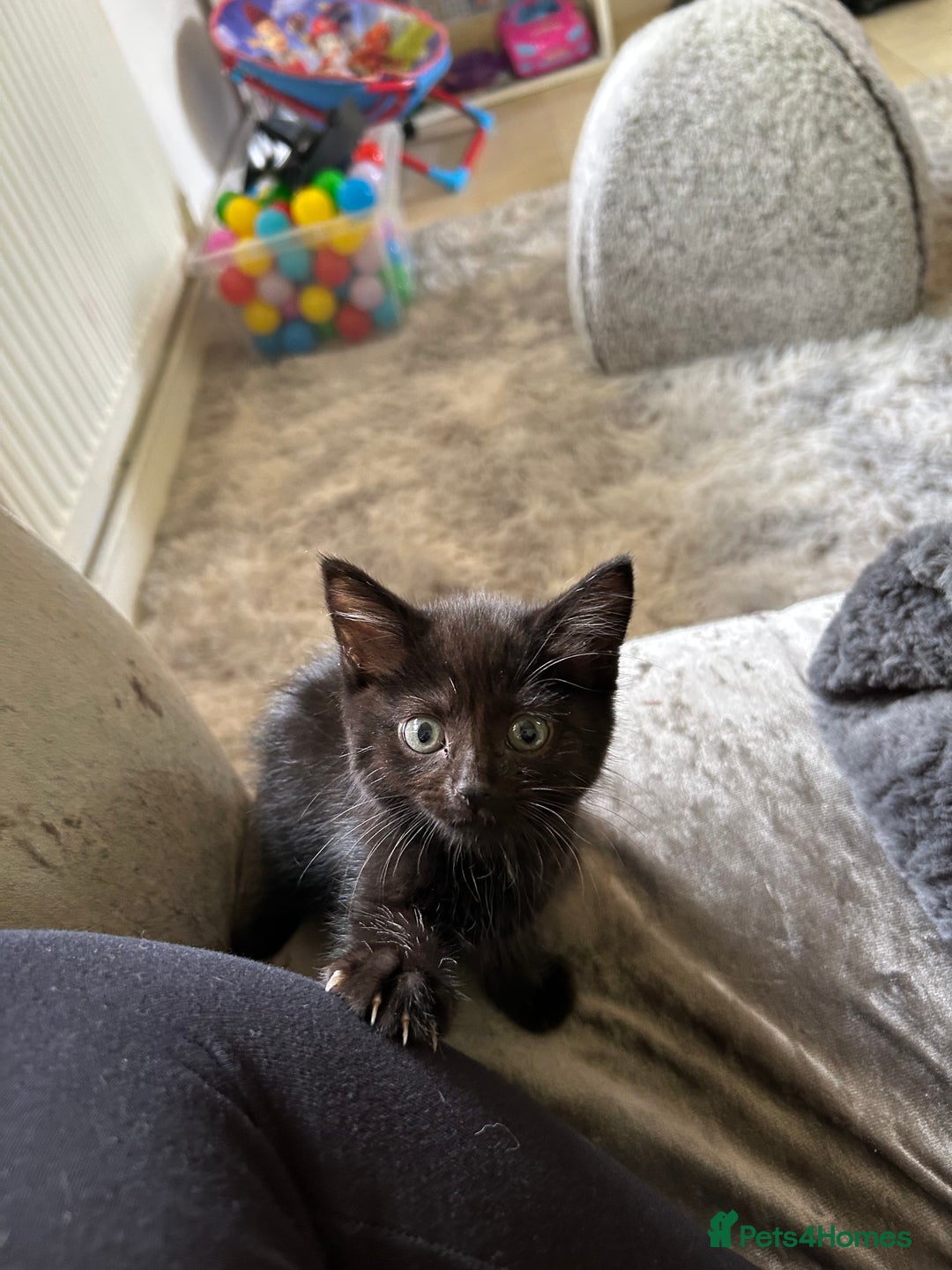 Domestic Shorthair cats for sale: Black kitten - Image 2