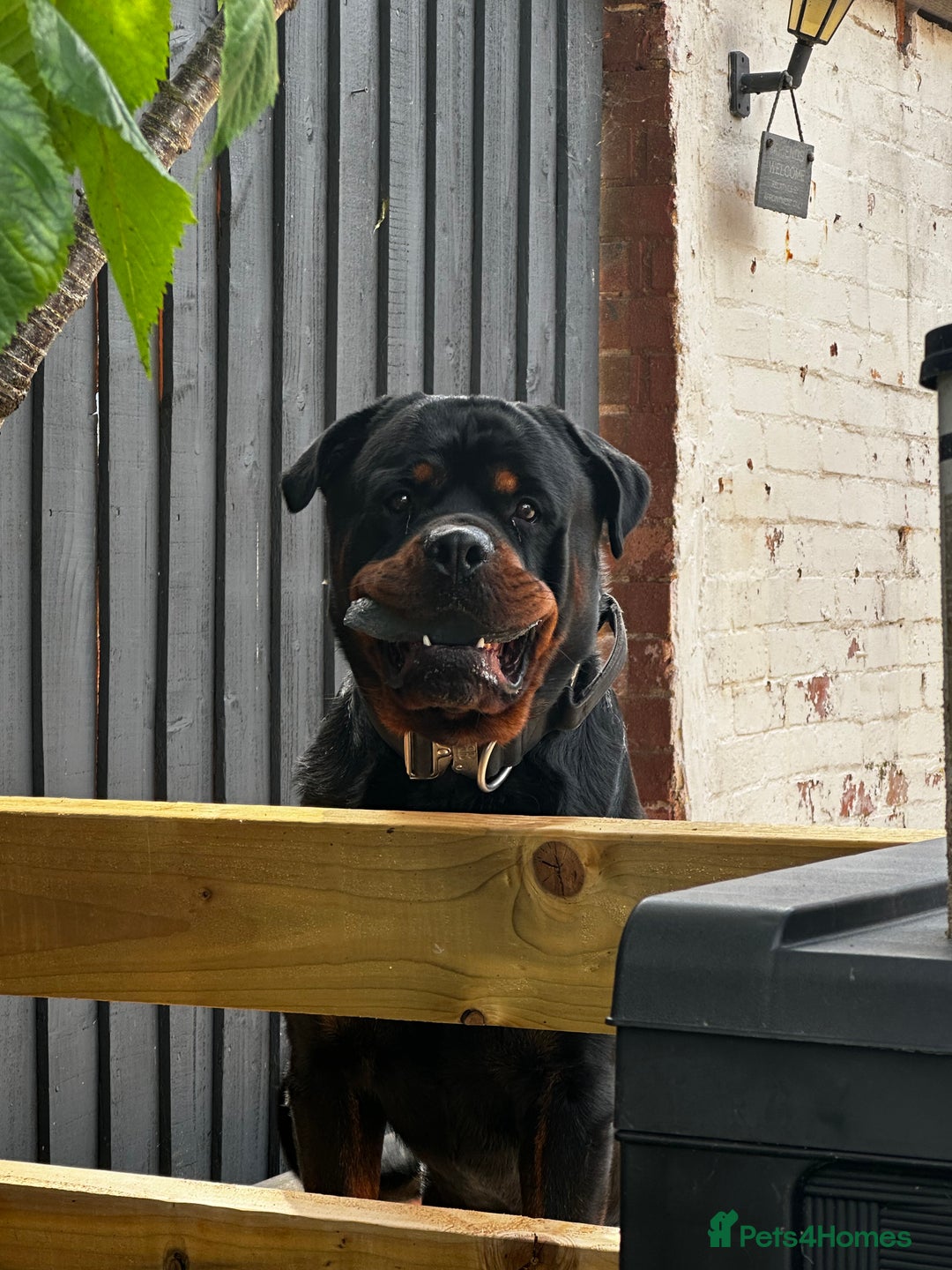 Rottweiler dogs for sale: Rottweiler needs a loving forever home  - Advert 4