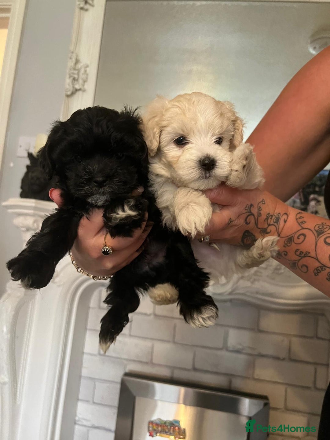 Maltipoo dogs for sale: Beautiful little maltipoo  - Advert 4