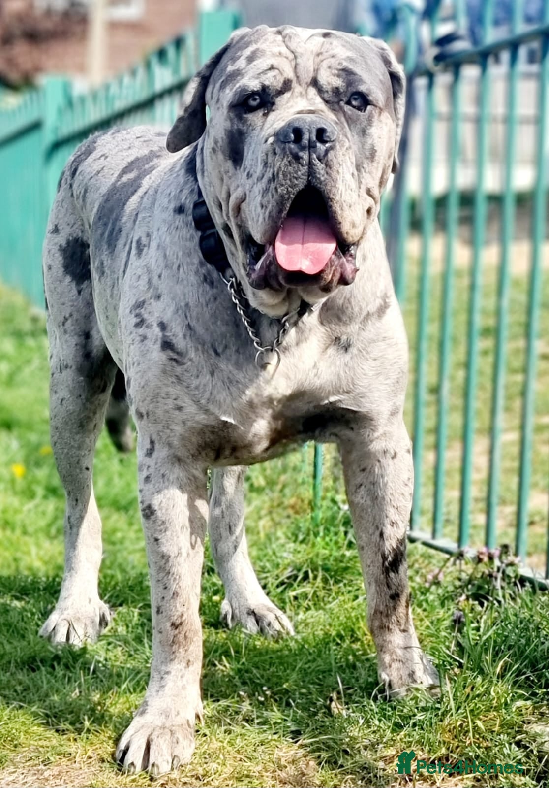 Cane Corso dogs Puppies looking for forever home  - Advert 1