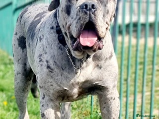 Cane Corso dogs Puppies looking for forever home - Advert 12