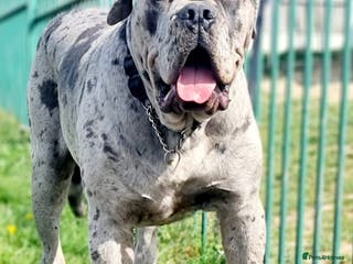 Cane Corso dogs Puppies looking for forever home - Advert 1