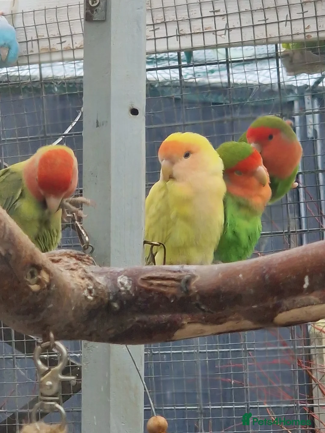 Lovebirds birds for sale: Lovebird Pairs - Advert 5