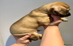 Mixed Breed dogs for sale: Cavapoo x Italian greyhound puppies  - Image 14