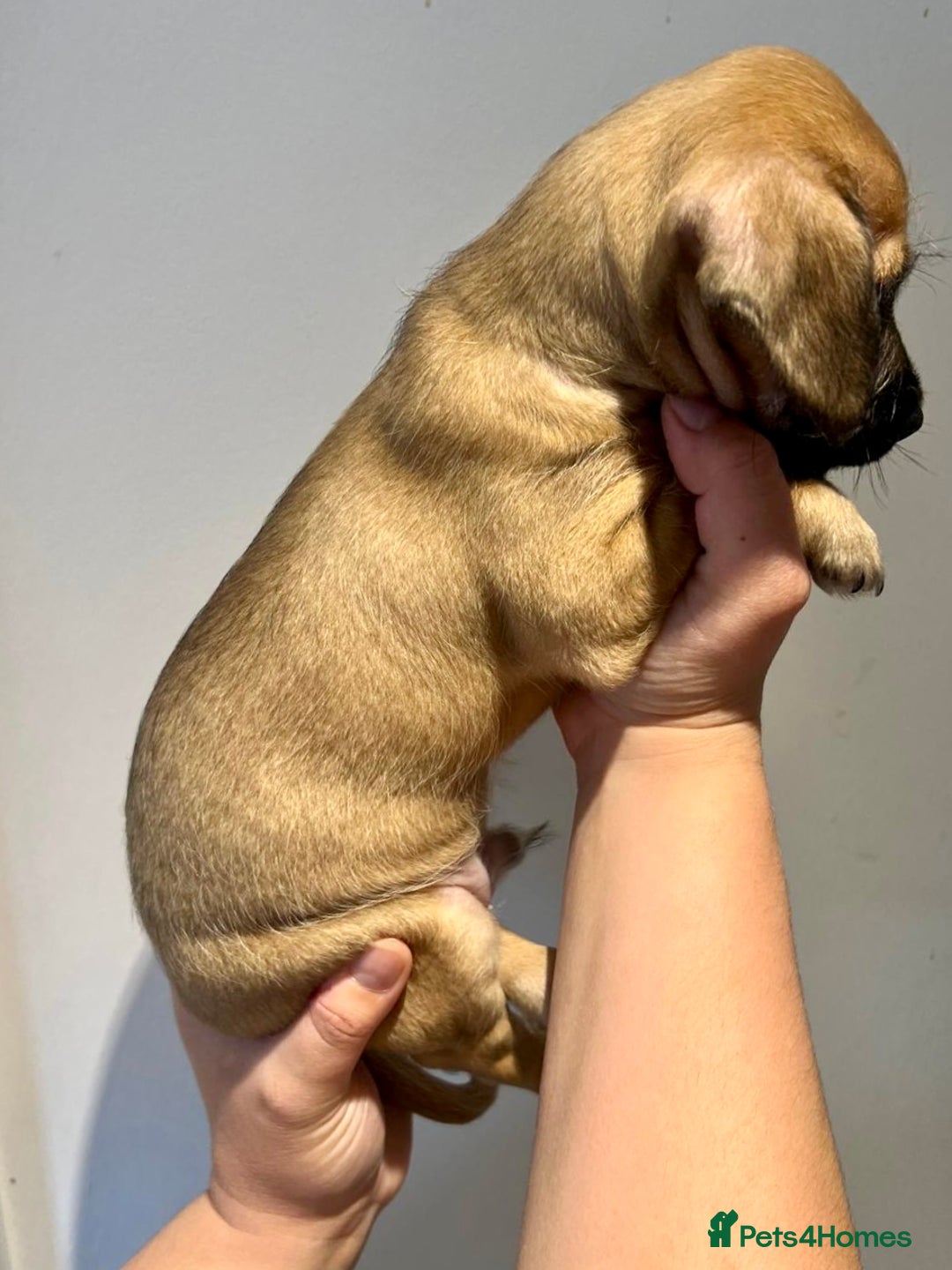 Mixed Breed dogs for sale: Cavapoo x Italian greyhound puppies  - Image 14
