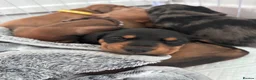 Miniature Dachshund dogs for sale: 3 gorgeous miniature Dachshunds. 🐶 READY TO GO!  - Advert 30