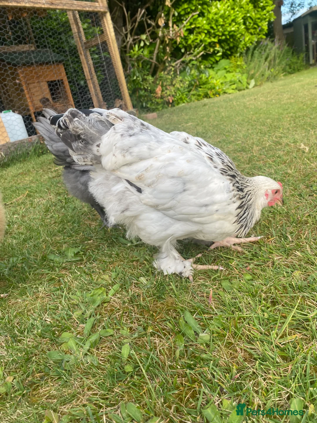 Chickens poultry for sale: Mixed chicks different ages in Castleford - Advert 2