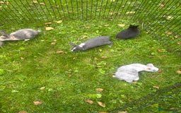 Rex rabbits for sale: Beautiful dwarf lop and mini rex babies  - Image 29