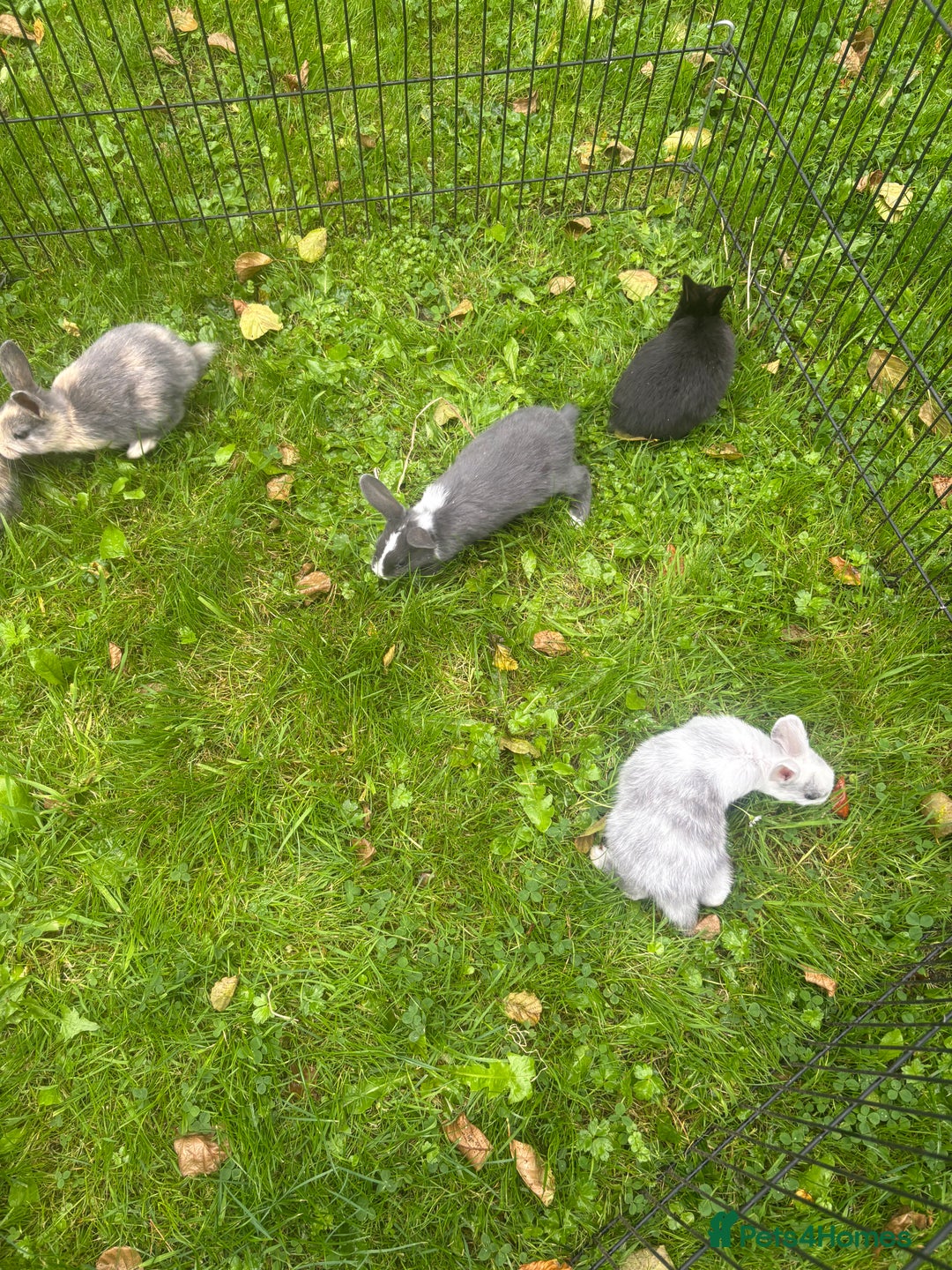 Rex rabbits for sale: Beautiful dwarf lop and mini rex babies  - Image 29