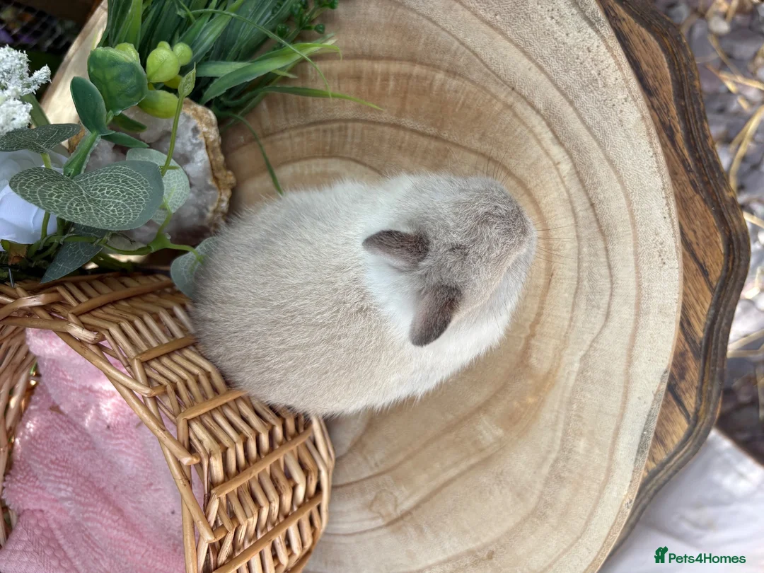 Netherland Dwarf rabbits for sale: Pure bred vaccinated* Netherland Dwarfs  - Advert 23