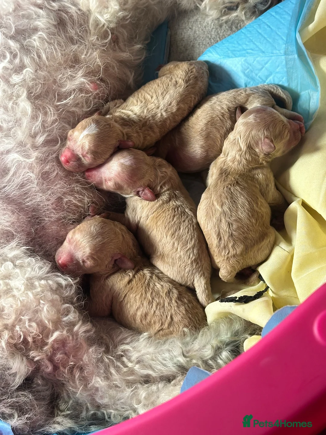 Maltipoo dogs for sale: Tiny Asian maltipoo - Advert 1