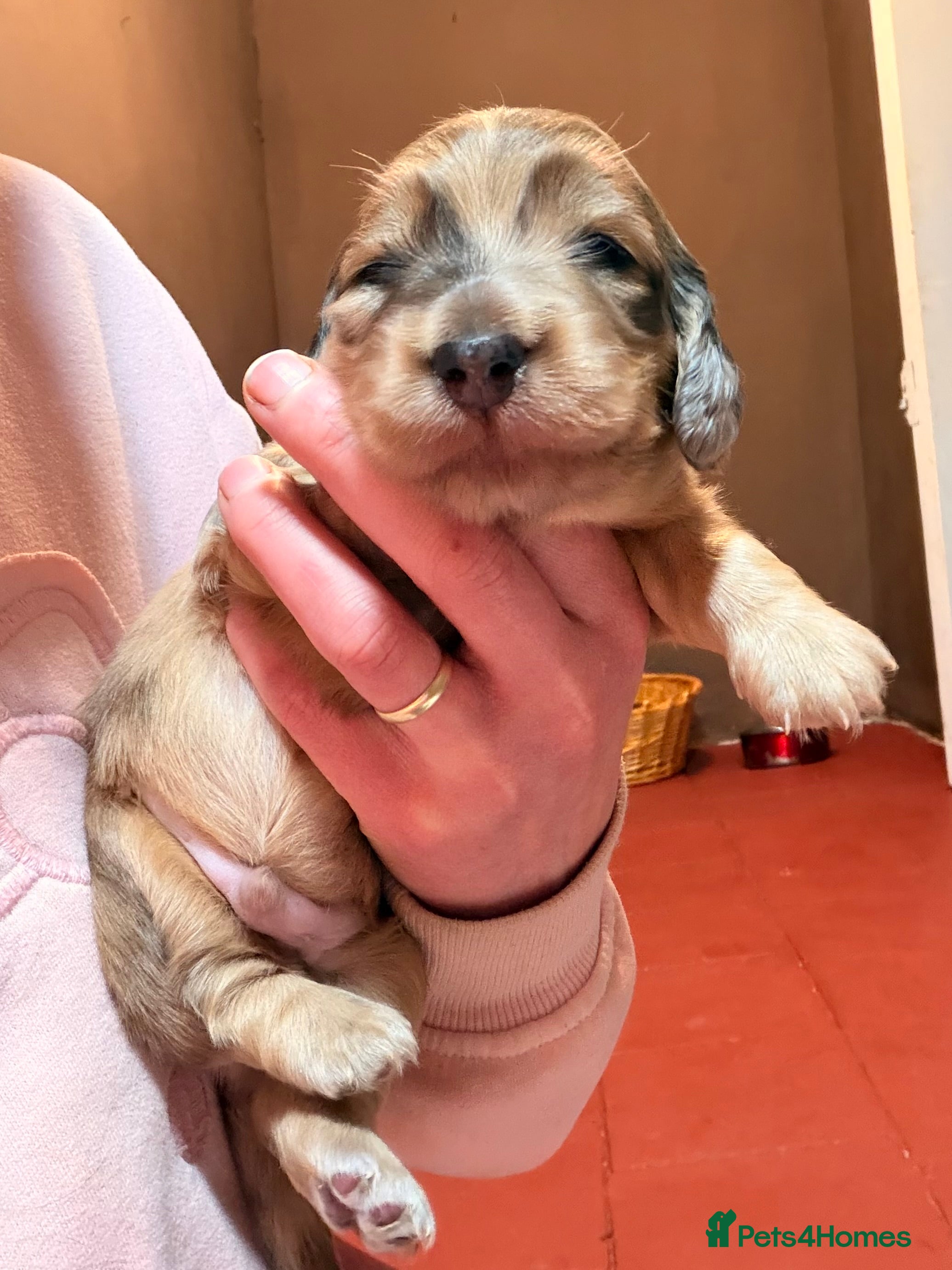 Miniature Dachshund dogs Quality Miniature Dachshund Puppies - Advert 9