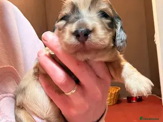 Miniature Dachshund dogs Quality Miniature Dachshund Puppies - Advert 9