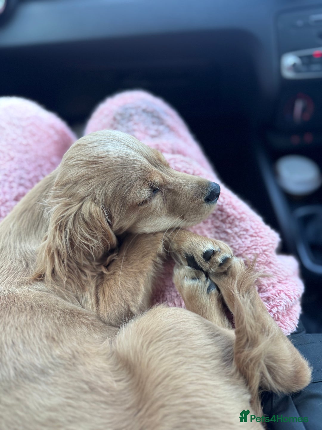 Cockapoo dogs for sale: Cockapoo Puppy Girl - Advert 5