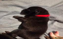 Mixed Breed dogs for sale: Shar pei cross husky puppies  - Image 4