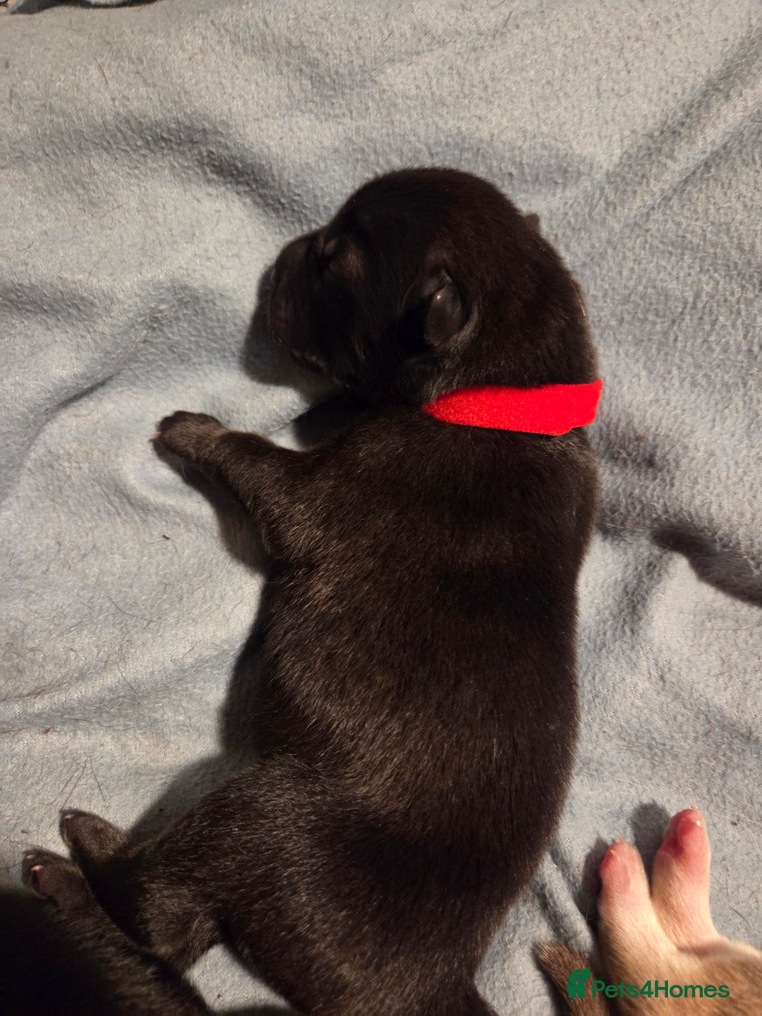 Mixed Breed dogs for sale: Shar pei cross husky puppies  - Image 4