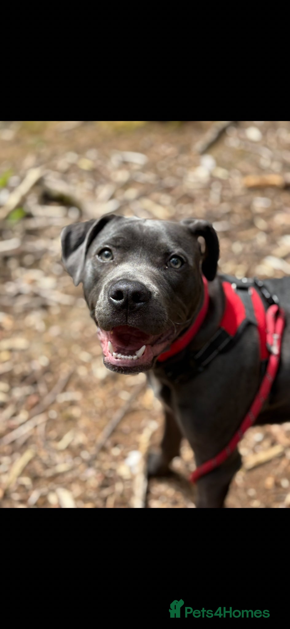 Mixed Breed dogs Lenny - Advert 1