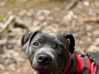 Mixed Breed dogs Lenny - Advert 1