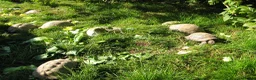 Hermann Tortoise reptiles for sale: Baby Hermann & Spur-thigh Tortoises for sale - Advert 7