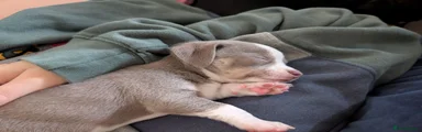 Chihuahua 2