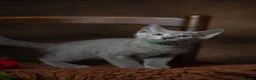 Russian Blue cats for sale: TICA Reg Boutique Russian Blue Kittens  - Advert 37