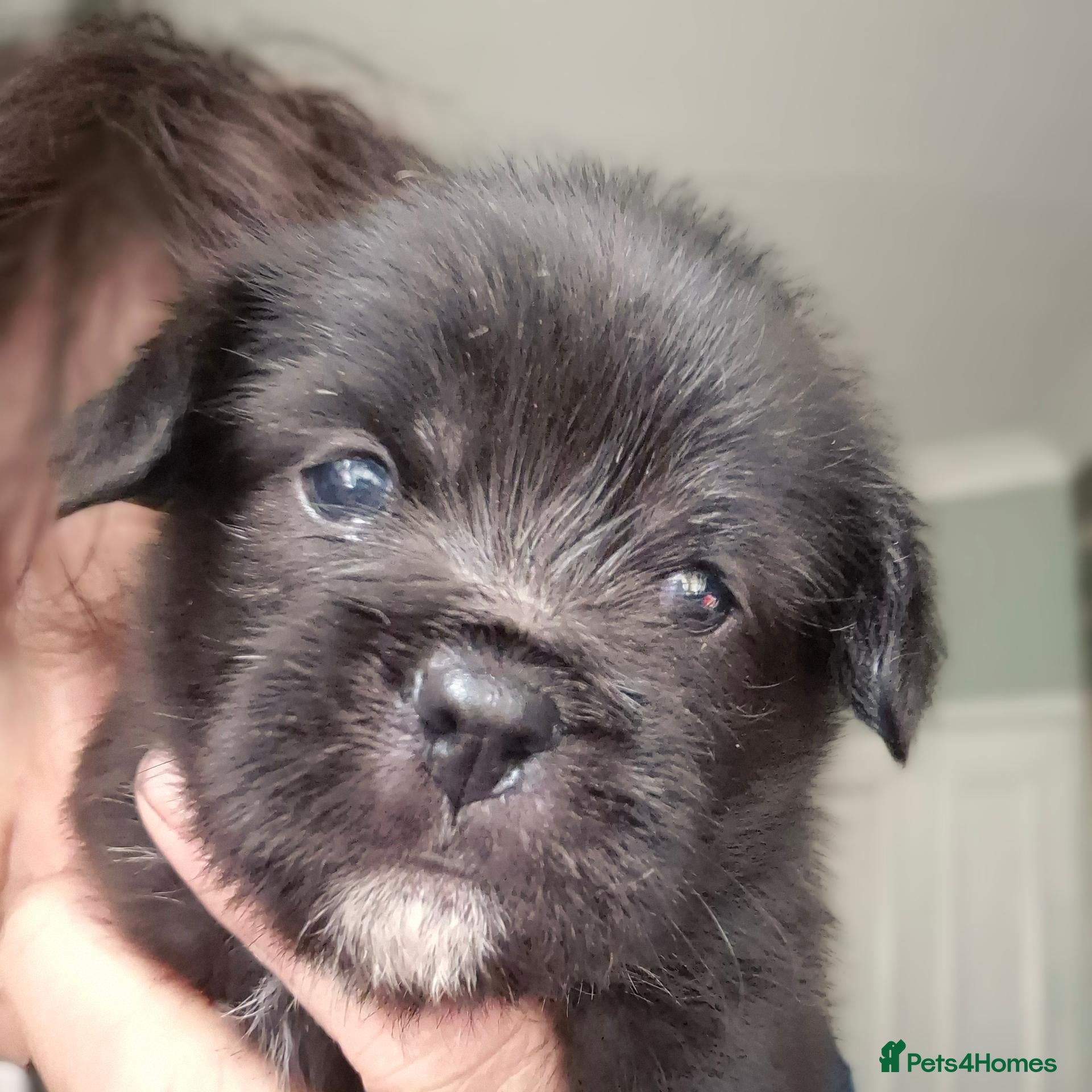 Malshi dogs 3 mashi.pups shihzu x maltese 1 boy 2 girls  - Advert 6