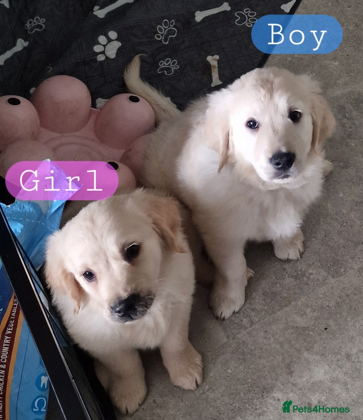 Golden Retriever dogs KC ADDORABLE CUTE GOLDEN RETRIEVER PUPPIES - Advert 3