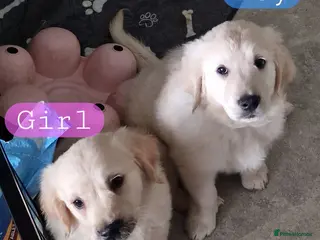 Golden Retriever dogs KC ADDORABLE CUTE GOLDEN RETRIEVER PUPPIES - Advert 3