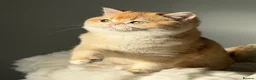British Shorthair cats for sale: "Teddy Bear 🧸 " British Shorthair Golden kittens - Advert 9