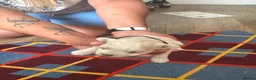 Maltese dogs for sale: Maltese puppies  - Advert 7