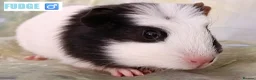 Guinea Pig rodents for sale: Muffin & Friends 🧁 – 6 Baby Guinea Pigs ❤️ - Advert 6