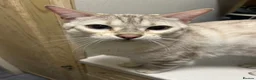 Bengal cats for sale: Snow lynx bengal in Staines - Advert 2
