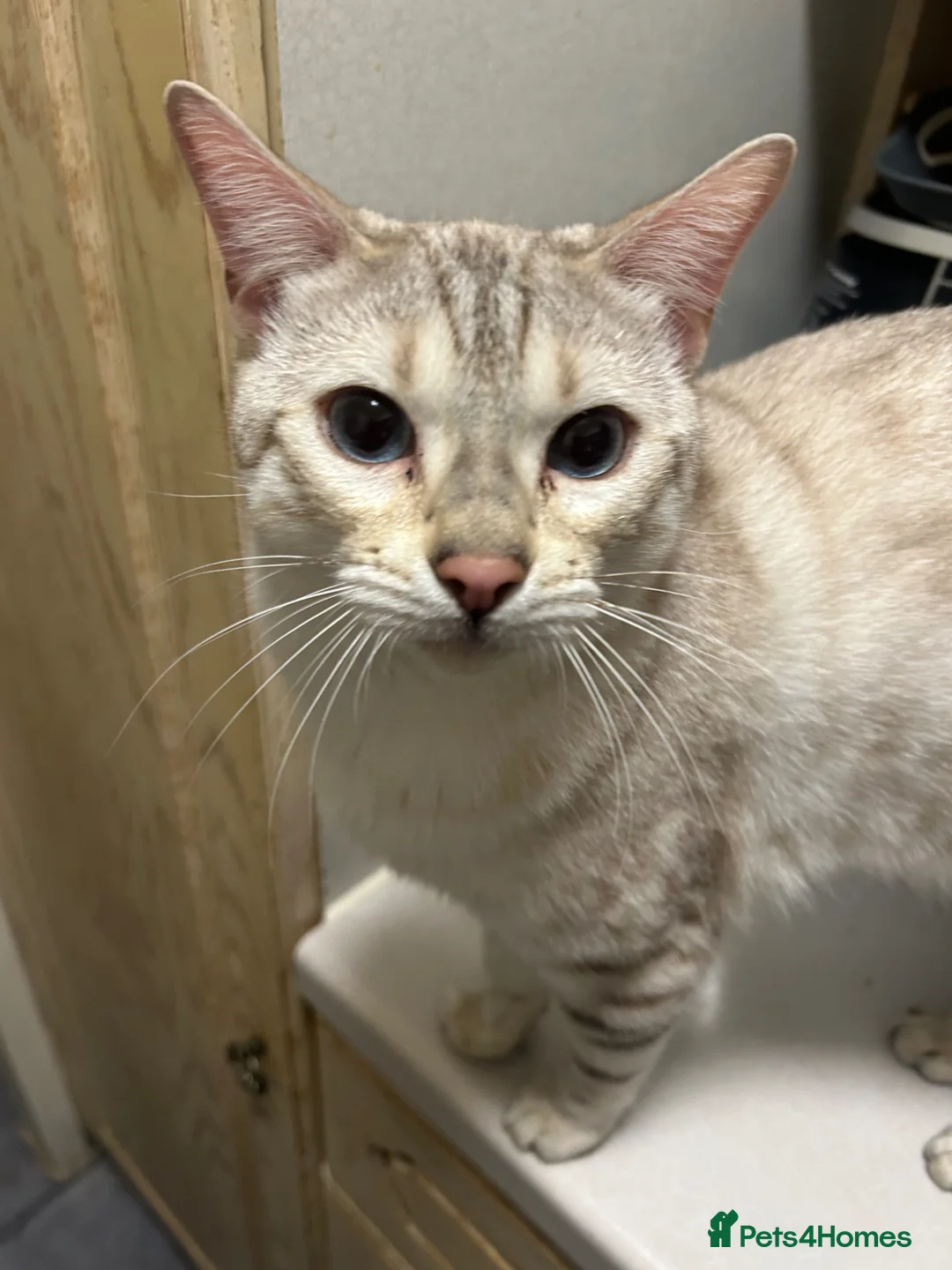 Bengal cats for sale: Snow lynx bengal in Staines - Advert 2