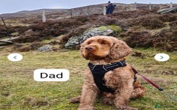 Cocker Spaniel dogs for sale: 🐾Pedigree Show cocker spaniel puppies🐾 - Image 24