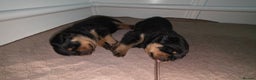 Rottweiler dogs for sale: outstanding Rottweiler pups excellent bloodlines. - Advert 13