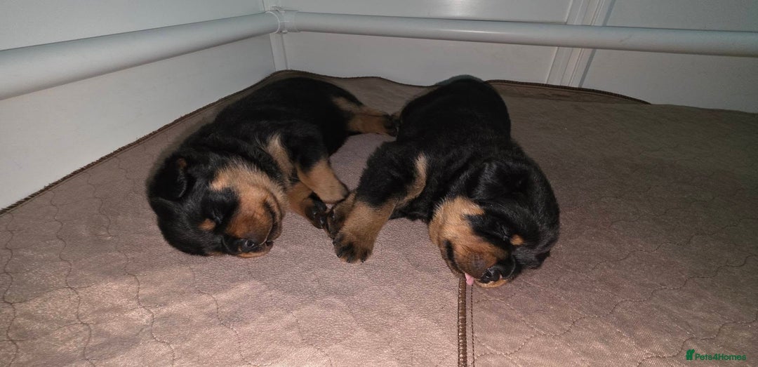 Rottweiler dogs for sale: outstanding Rottweiler pups excellent bloodlines. - Advert 13