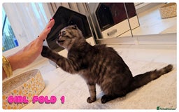 Scottish Fold cats for sale: Adorable scottish fold kittens - Image 5
