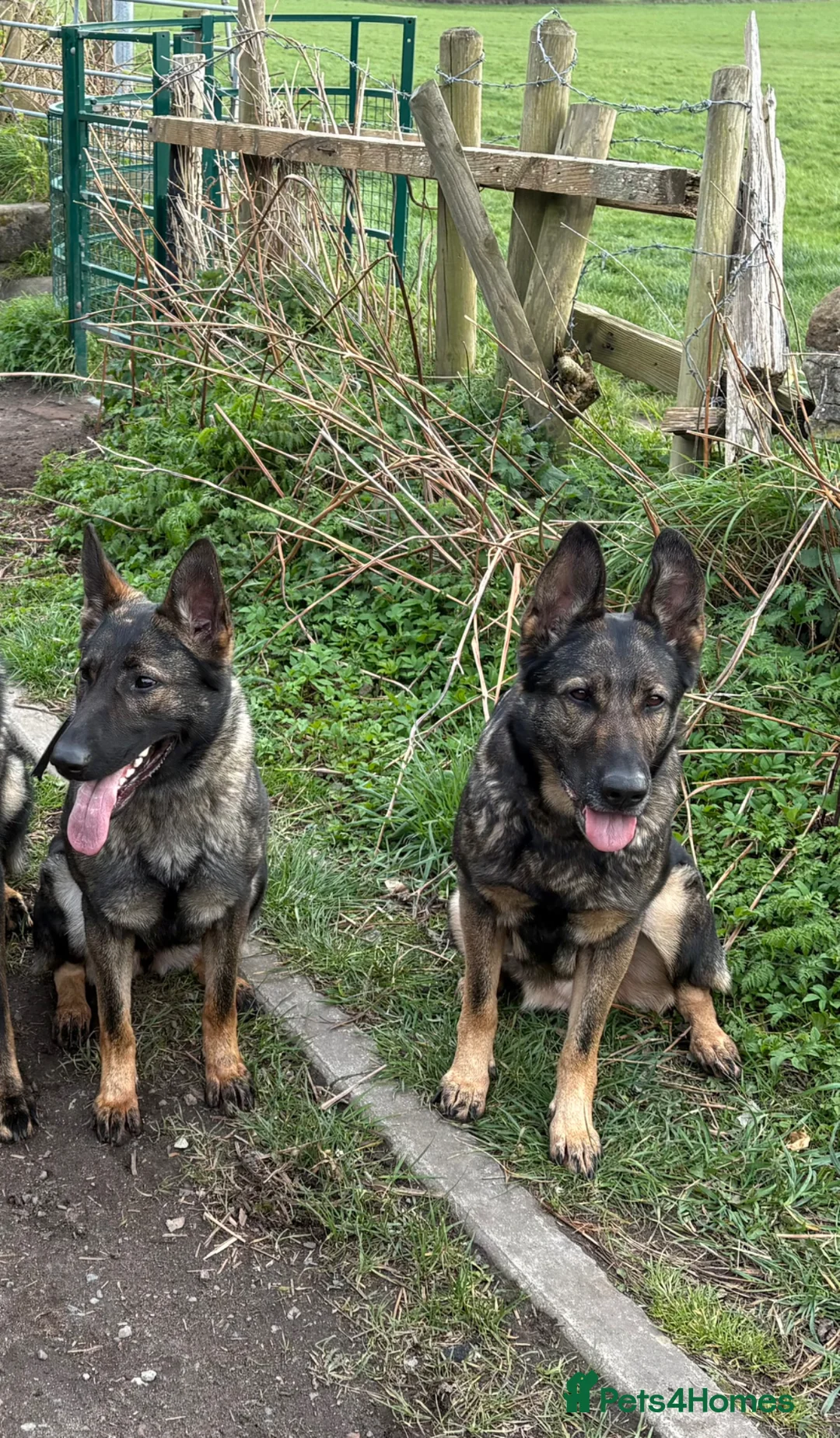 German Shepherd dogs for sale: Luna looking for a 5 star home  - Advert 4