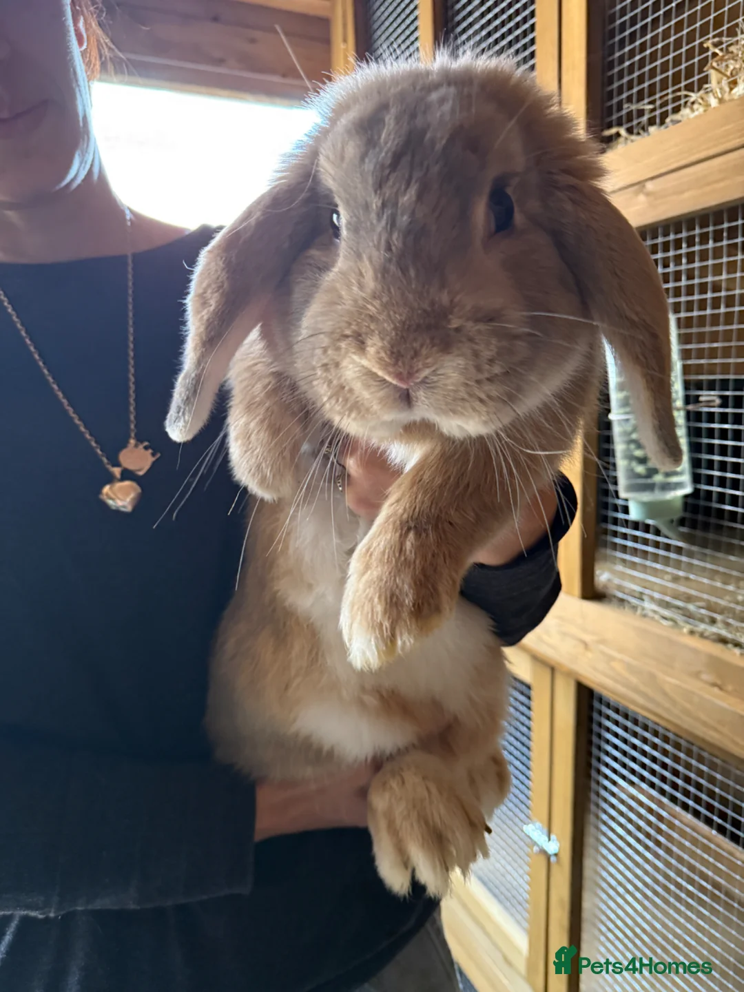 Mini Lop rabbits for sale: 9 month old buck - Advert 1