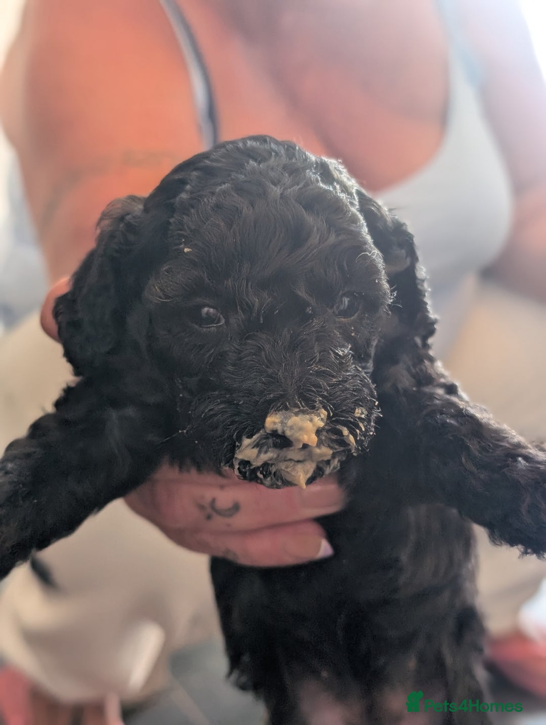 Mixed Breed dogs for sale: Miniature toy poodles  - Image 3