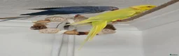 Ringnecks birds for sale: Male and female ringneck for rehome in Ryde - Advert 8