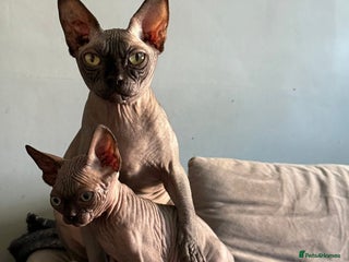 Sphynx cats EmaidacanadianSphinx - Advert 1