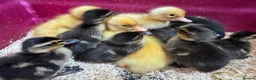 Ducks poultry for sale: Mallard Ducklings - Advert 4