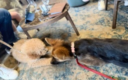 German Shepherd dogs for sale: Beautiful Hermaphrodite German Shepherd Puppy - Image 2