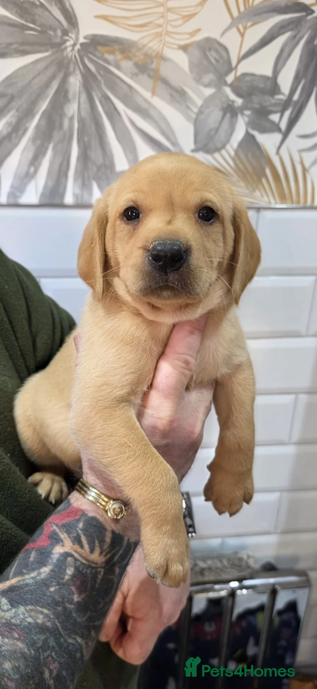 Labrador Retriever dogs for sale: Lovely labrador puppies - Advert 4
